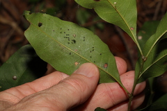 Alectryon reticulatus