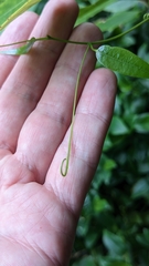 Passiflora tetrandra