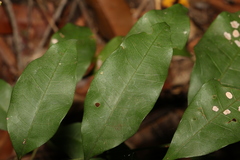 Alectryon reticulatus