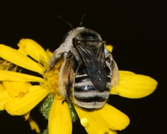 Melissodes boltoniae