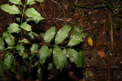 Alectryon reticulatus