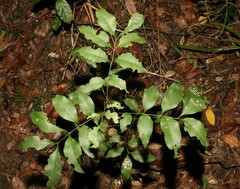 Alectryon reticulatus