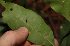 Alectryon reticulatus