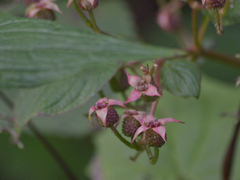 Heterocentron subtriplinervium