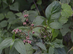 Heterocentron subtriplinervium