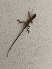 Anolis nebulosus