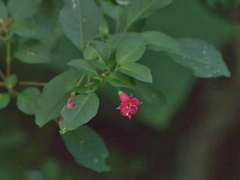 Fuchsia microphylla