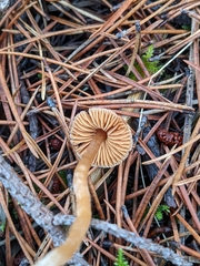 Cortinarius acutus