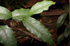 Cryptocarya sclerophylla
