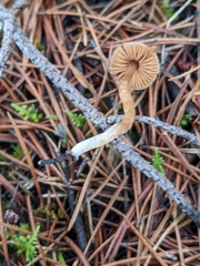 Cortinarius acutus
