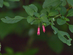 Fuchsia microphylla