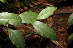 Cryptocarya sclerophylla