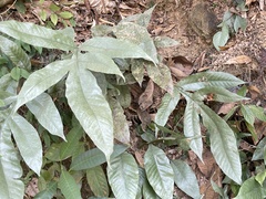 Tectaria harlandii