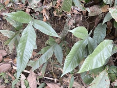 Tectaria harlandii