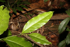 Cryptocarya sclerophylla