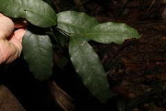 Cryptocarya sclerophylla