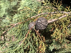 Callitris verrucosa
