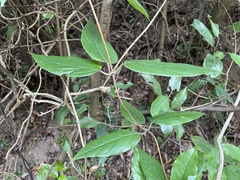 Lonicera hypoglauca