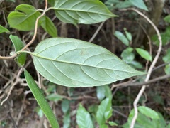 Lonicera hypoglauca