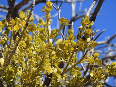 Phoradendron macrophyllum