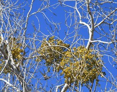 Phoradendron macrophyllum