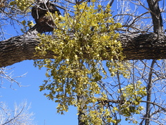 Phoradendron macrophyllum