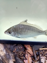 Gerres subfasciatus