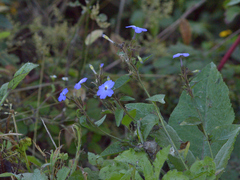 Browallia americana