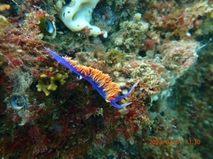 Flabellinopsis iodinea