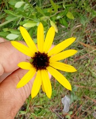 Helianthus heterophyllus
