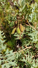 Grevillea bipinnatifida