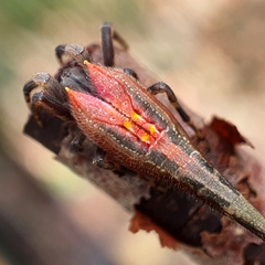 Arachnura
