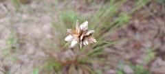 Cyperus niveus