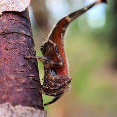 Arachnura