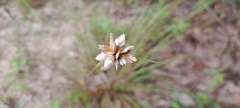 Cyperus niveus