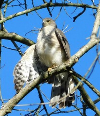 Accipiter tachiro