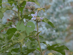 Solanum lanceolatum