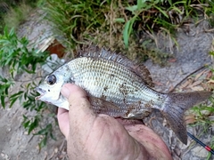 Acanthopagrus australis