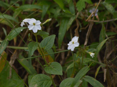 Browallia americana