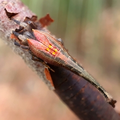 Arachnura
