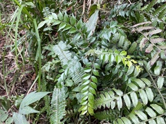 Zanthoxylum scandens