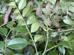 Zanthoxylum scandens
