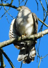 Accipiter tachiro