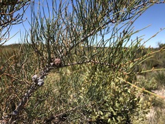Allocasuarina pusilla