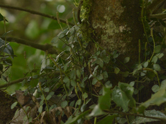 Peperomia tetraphylla