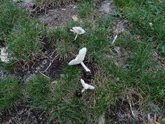 Melanoleuca verrucipes