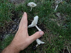 Melanoleuca verrucipes