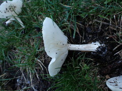 Melanoleuca verrucipes