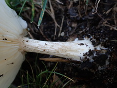 Melanoleuca verrucipes