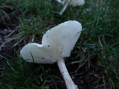 Melanoleuca verrucipes